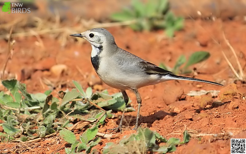 White Wagtail